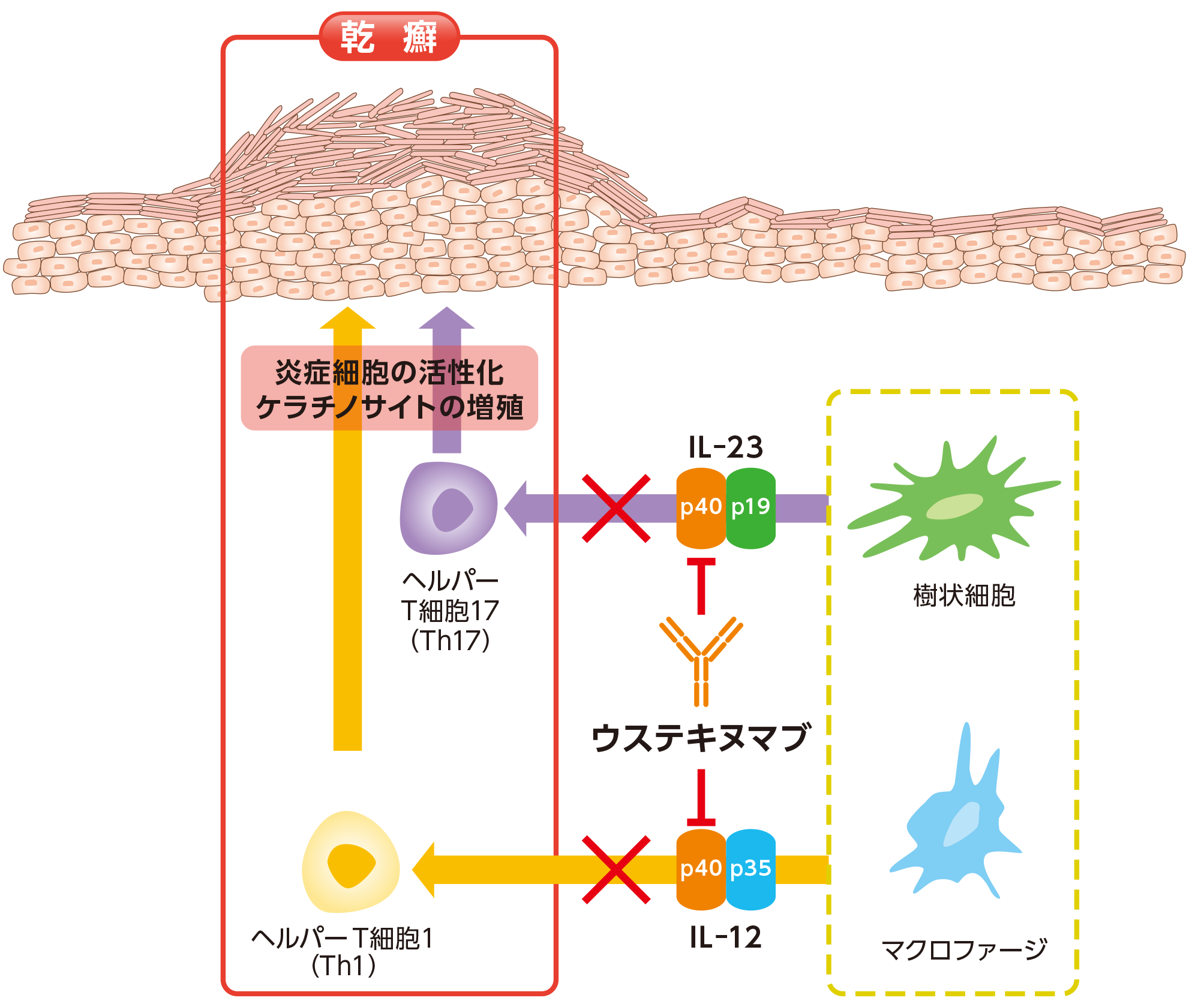 ウステキヌマブ「F」のヒトIL-12及びIL-23に対する作用機序［皮膚］